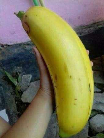 世界一大きいバナナ　ジャイアント ハイランド バナナ